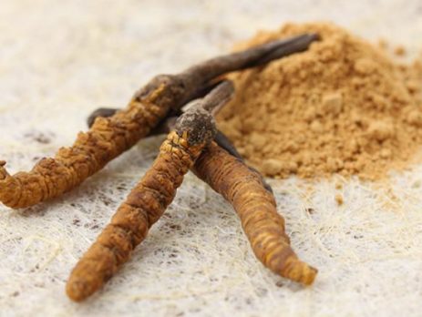 cordyceps-sinensis-mushroom