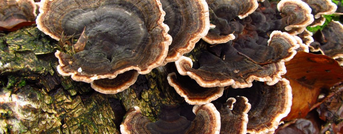 6 Benefits of Turkey Tail mushroom to health