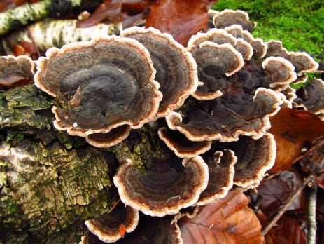 6 Benefits of Turkey Tail mushroom to health