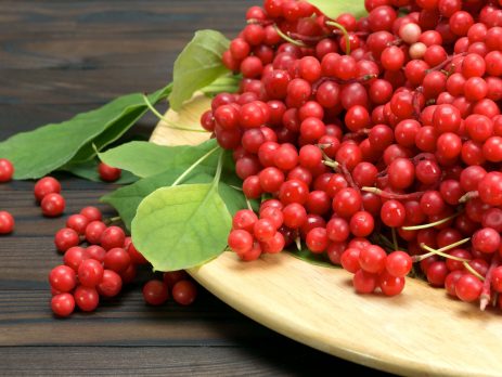 benefit of schizandra-berries