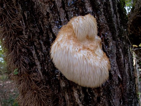 lion mushroom benefic