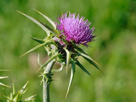 Milk_thistle_flowerhead