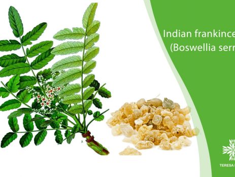 uses-of-indian-frankincense